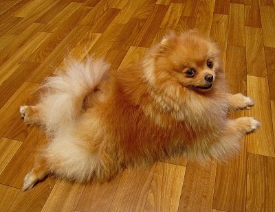 Ennemis du parquet Ennemis du parquet