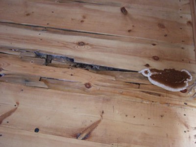 Champignon du sous-sol Champignon du sous-sol