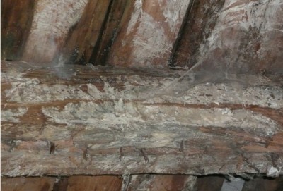 Un champignon est tombé sur un plancher en bois, dites-moi comment m'en débarrasser?