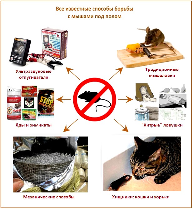 Comment faire face aux souris Comment faire face aux souris