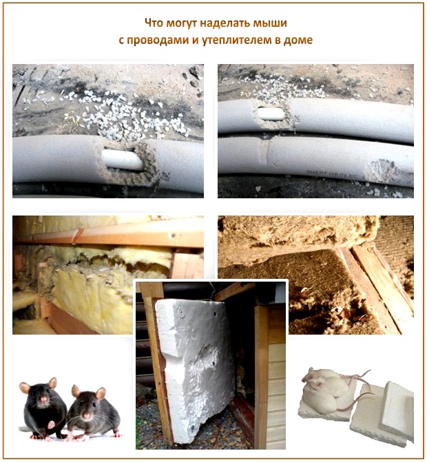 Des souris sous le sol Des souris sous le sol