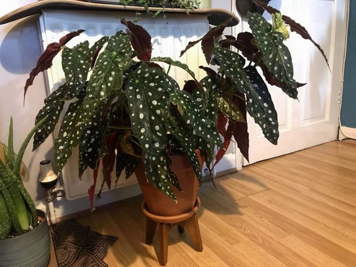 Support à fleurs en bois