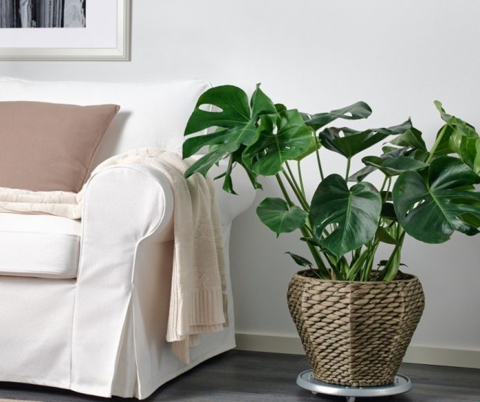 Plante d'intérieur dans l'appartement