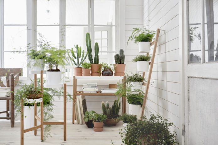 Plantes d'intérieur à l'intérieur