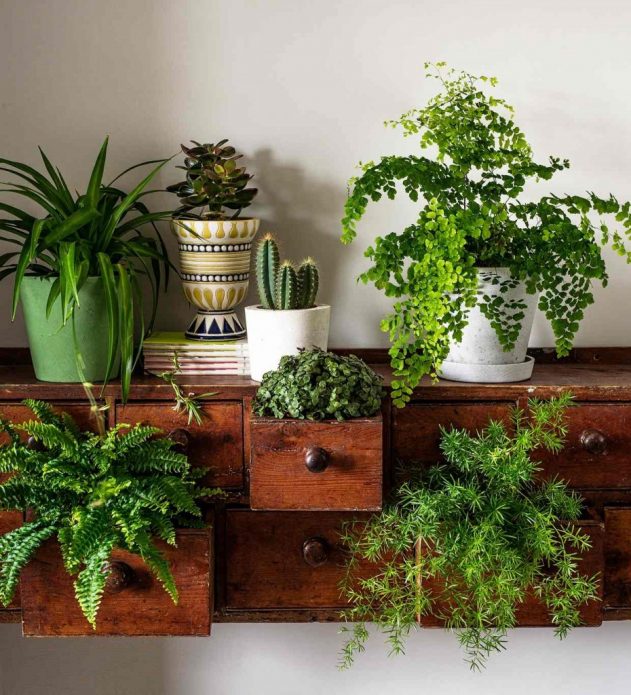 Placer des plantes dans l'appartement