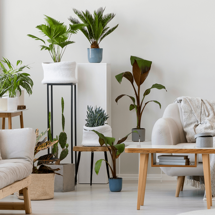 Placer des plantes dans l'appartement