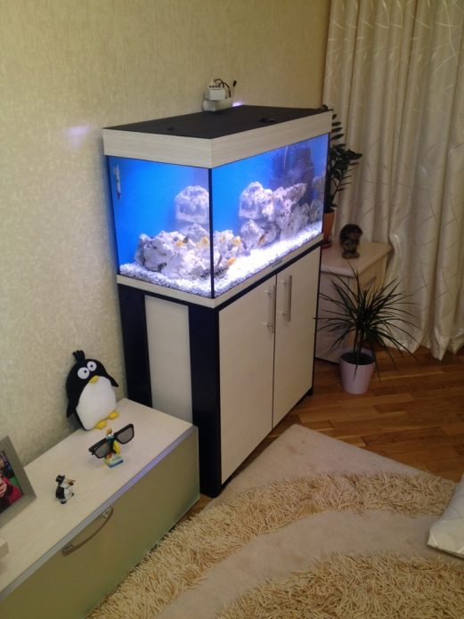 Aquarium dans l'appartement
