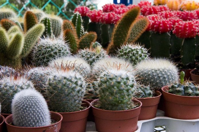 Cactus en pots