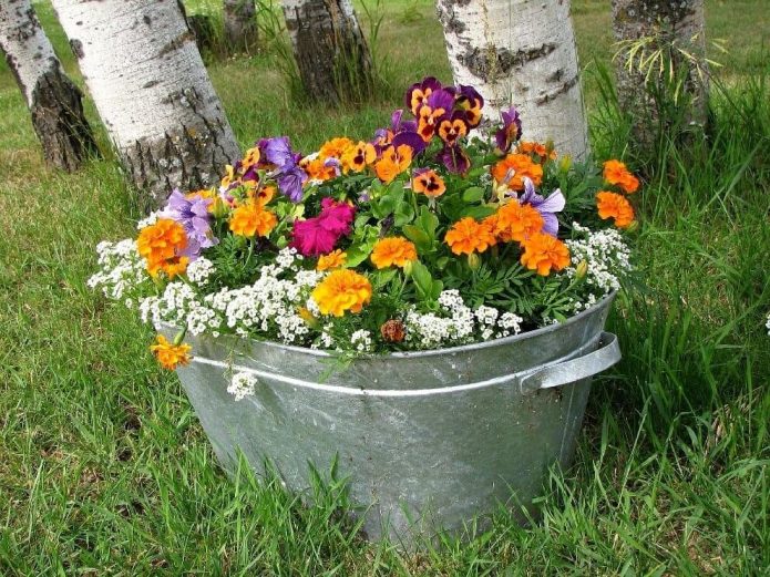 Parterre de fleurs spectaculaire dans un vieux bain de bébé