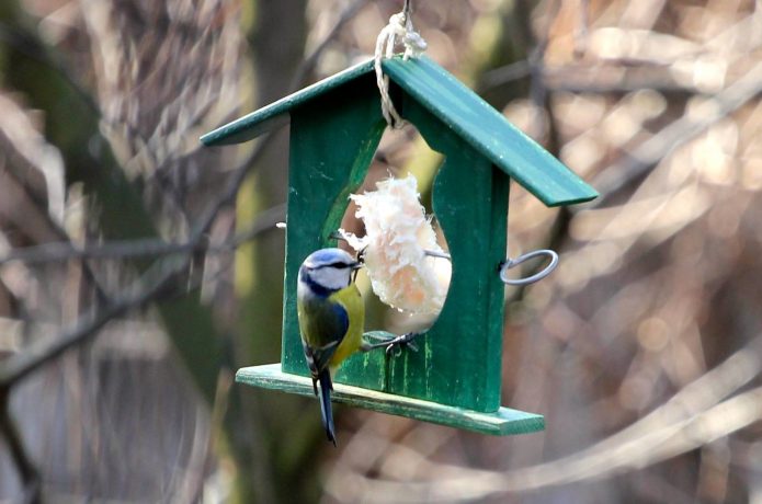 Mangeoire bleue