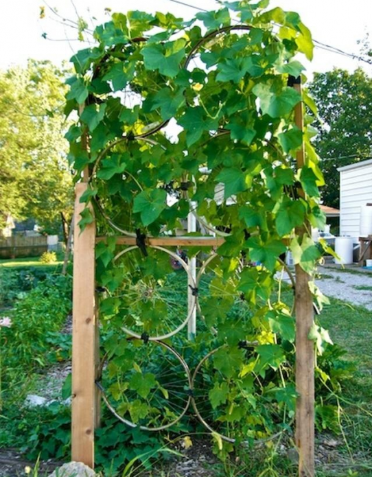 Treillis de roue de vélo d'escalade pour plantes grimpantes