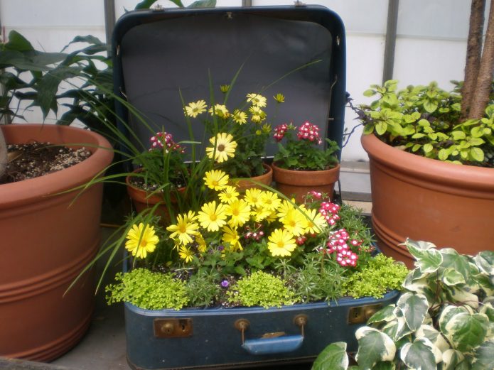 Composition du récipient dans une vieille valise