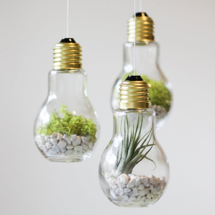 Florariums de vieilles ampoules
