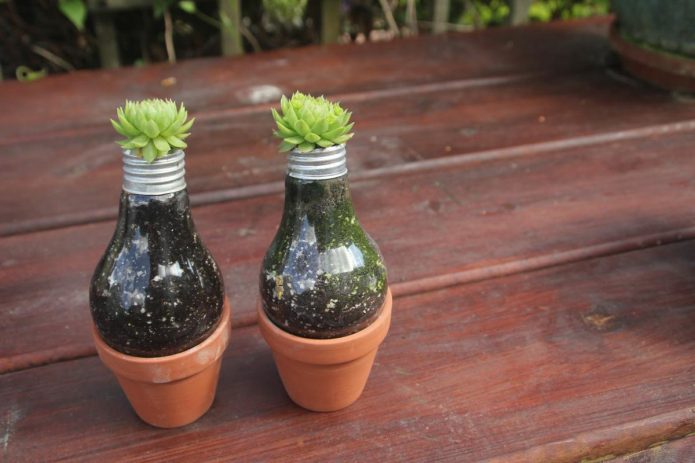 Pots pour plantes succulentes d'ampoules