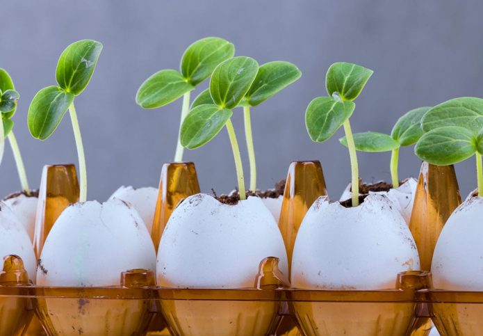 Semis de coquille d'oeuf