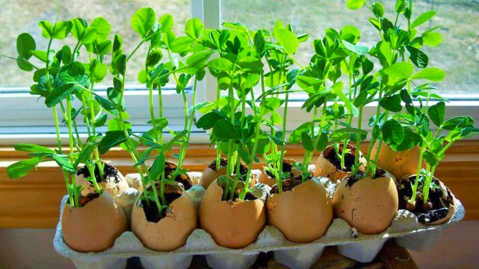 Semis de tomates en coquille d'oeuf