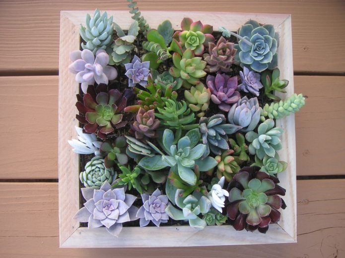 Panneau de plantes succulentes multicolores